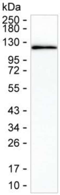 Invitrogen STAT2 Monoclonal Antibody (K24015_4B5), Invitrogen 50 &mu;L;
