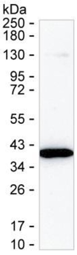 Invitrogen DDAH1 Monoclonal Antibody (K24015_11E11), Invitrogen:Antibodies:Primary