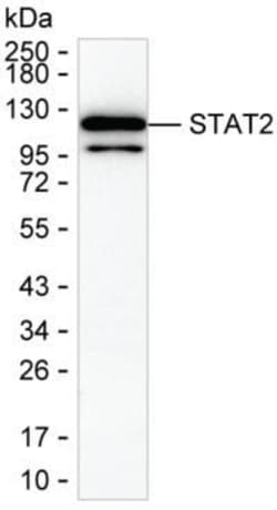 Invitrogen STAT2 Monoclonal Antibody (K24015_11D7), Invitrogen 50 &mu;L;