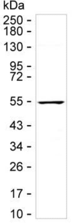 Invitrogen HIP Monoclonal Antibody (K24012_7H12), Invitrogen 200 &mu;L;