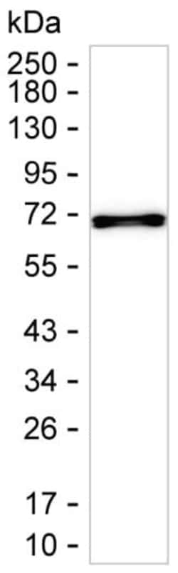 Invitrogen LTB Monoclonal Antibody (K1E047_3G1), Invitrogen:Antibodies:Primary