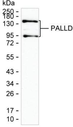 Invitrogen Palladin Monoclonal Antibody (K1E023_7E3), Invitrogen 50 &mu;L;