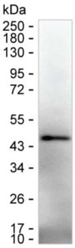 Invitrogen IL-12 p40 Monoclonal Antibody (K1E007_5H5), Invitrogen 50 &mu;L;
