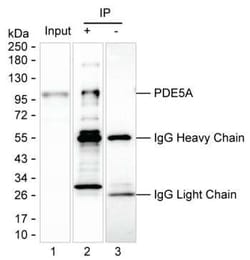Invitrogen PDE5 Monoclonal Antibody (K1E005_9H12), Invitrogen 50 &mu;L;