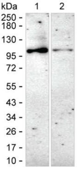 Invitrogen PDE5 Monoclonal Antibody (K1E005_9H12), Invitrogen 50 &mu;L;