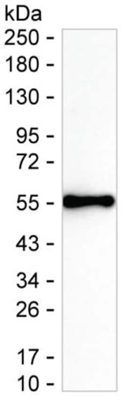 Invitrogen IFN omega Monoclonal Antibody (K16289_9A9), Invitrogen 50 &mu;L;