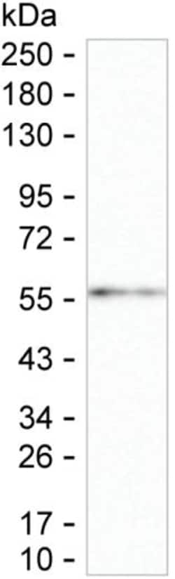 Invitrogen IFN omega Monoclonal Antibody (K16289_11E9), Invitrogen 200