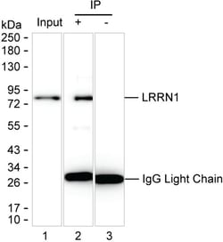 Invitrogen LRRN1 Monoclonal Antibody (K16288_6D3), Invitrogen 50 &mu;L;