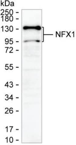 Invitrogen NFX1 Monoclonal Antibody (K16261_15F1), Invitrogen 50 &mu;L;
