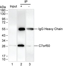 Invitrogen C7orf50 Monoclonal Antibody (K16257_5D12), Invitrogen:Antibodies:Primary