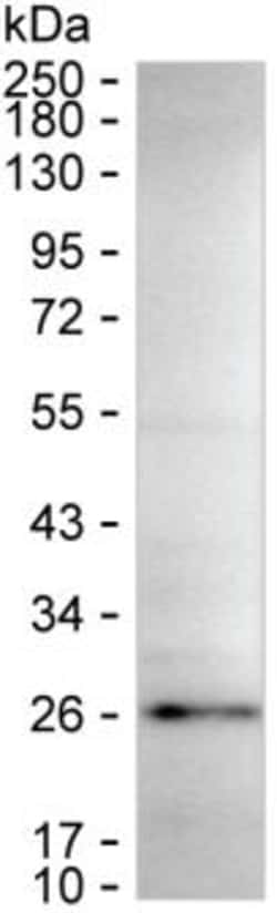 Invitrogen C7orf50 Monoclonal Antibody (K16257_5D12), Invitrogen:Antibodies:Primary