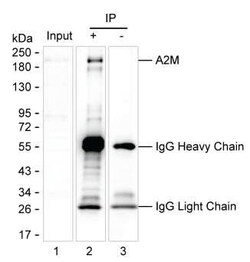 Invitrogen A2M Monoclonal Antibody (K11079_7B1), Invitrogen 50 &mu;L; Unconjugated:Antibodies,