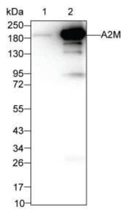 Invitrogen A2M Monoclonal Antibody (K11079_7B1), Invitrogen 50 &mu;L; Unconjugated:Antibodies,