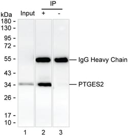 Invitrogen PTGES2 Monoclonal Antibody (K06332_11H12), Invitrogen:Antibodies:Primary