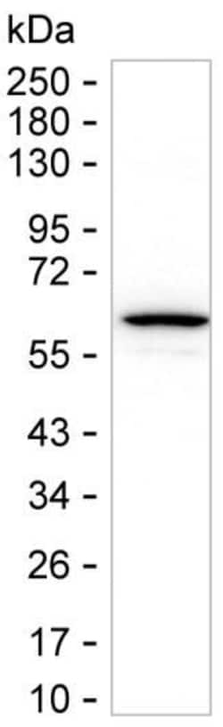Invitrogen Cytokeratin 4 Monoclonal Antibody (K06324_3B6), Invitrogen 50