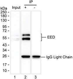 Invitrogen EED Monoclonal Antibody (K06320_14C5), Invitrogen 50 &mu;L | Buy Online | Invitrogen&trade; | Fisher Scientific
