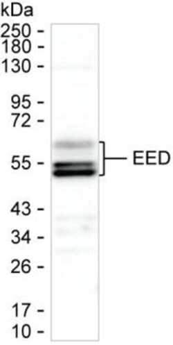 Invitrogen EED Monoclonal Antibody (K06320_14C5), Invitrogen 50 &mu;L | Buy Online | Invitrogen&trade; | Fisher Scientific