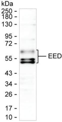 Invitrogen EED Monoclonal Antibody (K06320_11B7), Invitrogen 200 &mu;L;