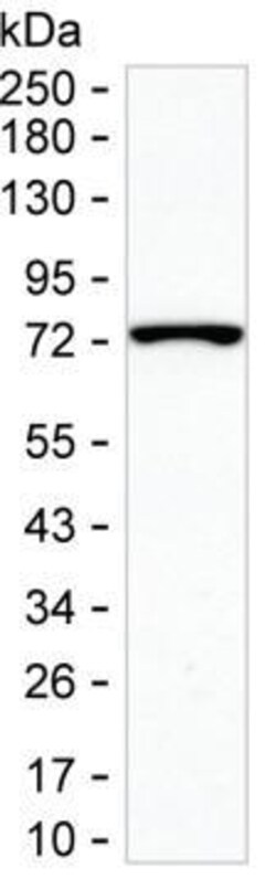 Invitrogen SPDL1 Monoclonal Antibody (K06314_12F11), Invitrogen:Antibodies:Primary
