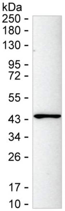 Invitrogen CAPG Monoclonal Antibody (K52030_2E1), Invitrogen 50 &mu;L;
