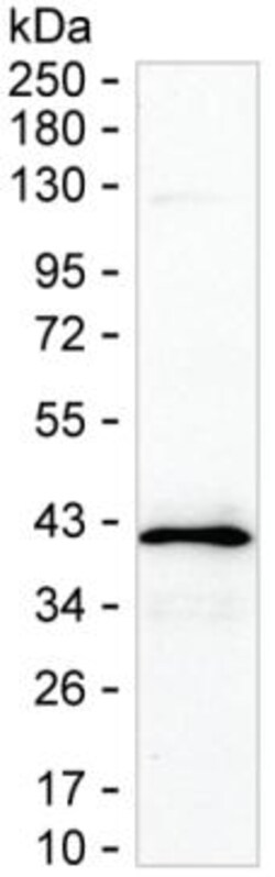 Invitrogen STX17 Monoclonal Antibody (K52003_10E7), Invitrogen:Antibodies:Primary