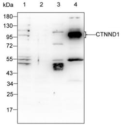 Invitrogen delta Catenin Monoclonal Antibody (K29002_10E3), Invitrogen:Antibodies:Primary