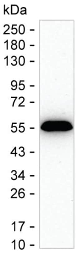 Fibrinogen gamma Monoclonal Antibody (K24024_2E1), Invitrogen:Antibodies,