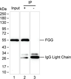 Invitrogen Fibrinogen gamma Monoclonal Antibody (K24024_13F12), Invitrogen:Antibodies:Primary