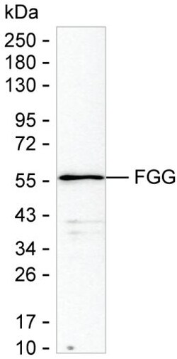 Invitrogen Fibrinogen gamma Monoclonal Antibody (K24024_13F12), Invitrogen:Antibodies:Primary