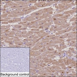 Invitrogen PAM Monoclonal Antibody (K49041_3E6), Invitrogen 50 &mu;L; Unconjugated:Antibodies,