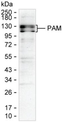 Invitrogen PAM Monoclonal Antibody (K49041_3E6), Invitrogen 50 &mu;L; Unconjugated:Antibodies,