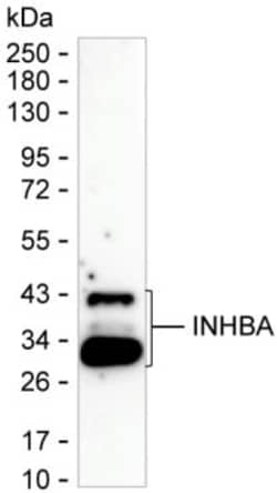 Invitrogen Activin A Monoclonal Antibody (KAA378_14E10), Invitrogen:Antibodies:Primary