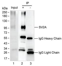Invitrogen SV2A Monoclonal Antibody (K70011_10H7), Invitrogen:Antibodies:Primary