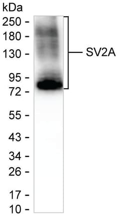 SV2A Monoclonal Antibody (K70011_10H7), Invitrogen&trade;
