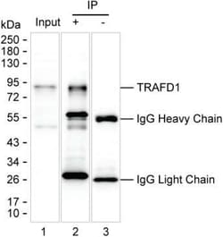 Invitrogen TRAFD1 Monoclonal Antibody (K52015_1F2), Invitrogen:Antibodies:Primary