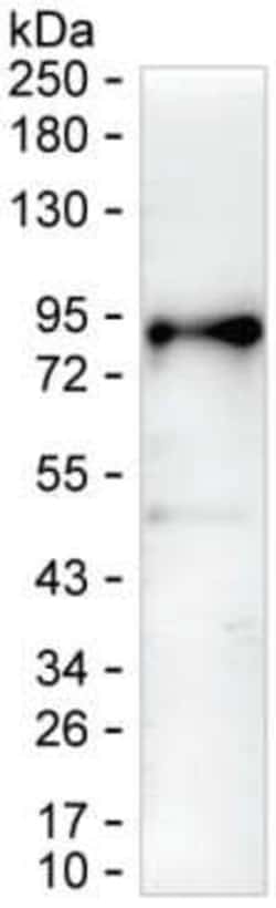 Invitrogen TRAFD1 Monoclonal Antibody (K52015_1F2), Invitrogen:Antibodies:Primary