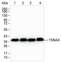Invitrogen TSNAX Monoclonal Antibody (K52014_14D2), Invitrogen 200 &mu;L | Buy Online | Invitrogen&trade; | Fisher Scientific