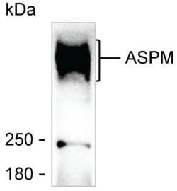 Invitrogen ASPM Monoclonal Antibody (K52002_11G4), Invitrogen:Antibodies:Primary