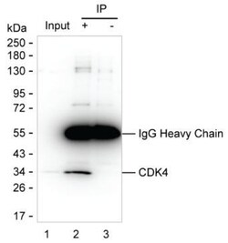 Invitrogen CDA Monoclonal Antibody (K1E006_4H7), Invitrogen 50 &mu;L; Unconjugated:Antibodies,