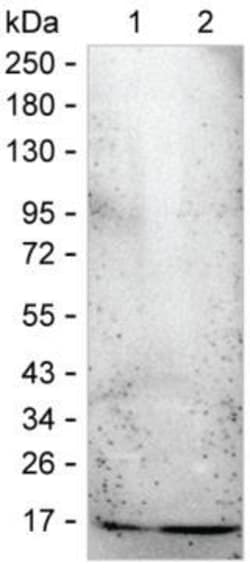 Invitrogen CDA Monoclonal Antibody (K1E006_4H7), Invitrogen 50 &mu;L; Unconjugated:Antibodies,