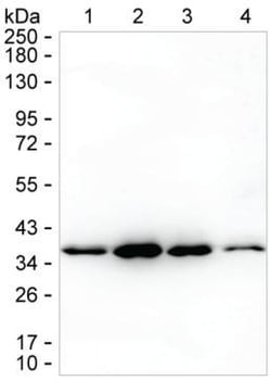 NAGK Monoclonal Antibody (K1E005_8C10), Invitrogen&trade;