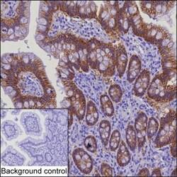 Invitrogen Claudin 3 Monoclonal Antibody (KAA346_13F9), Invitrogen:Antibodies:Primary
