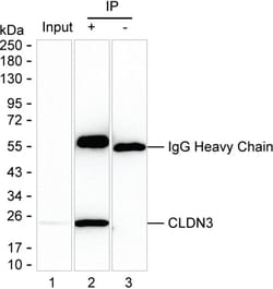 Invitrogen Claudin 3 Monoclonal Antibody (KAA346_13F9), Invitrogen:Antibodies:Primary