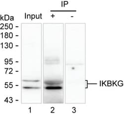 Invitrogen IKK gamma Monoclonal Antibody (K94032_19C6), Invitrogen:Antibodies:Primary