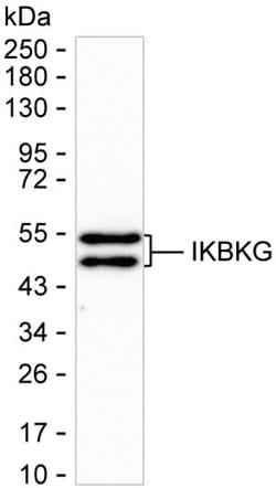 Invitrogen IKK gamma Monoclonal Antibody (K94032_19C6), Invitrogen:Antibodies:Primary