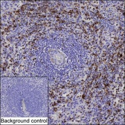 Invitrogen Resistin Monoclonal Antibody (K94029_2B12), Invitrogen 50 &mu;L;