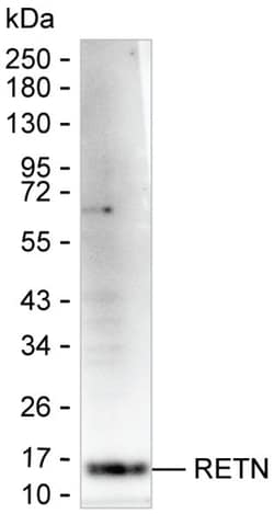 Invitrogen Resistin Monoclonal Antibody (K94029_2B12), Invitrogen 50 &mu;L;