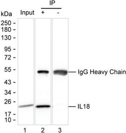 Invitrogen IL-18 Monoclonal Antibody (K94016_16G4), Invitrogen 200 &mu;L | Buy Online | Invitrogen&trade; | Fisher Scientific