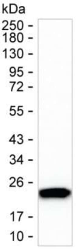 Invitrogen IL-18 Monoclonal Antibody (K94016_16G4), Invitrogen 200 &mu;L | Buy Online | Invitrogen&trade; | Fisher Scientific