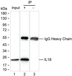 Invitrogen IL-18 Monoclonal Antibody (K94016_11A2), Invitrogen 50 &mu;L | Buy Online | Invitrogen&trade; | Fisher Scientific